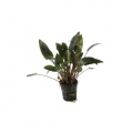 Cryptocoryne axelrod